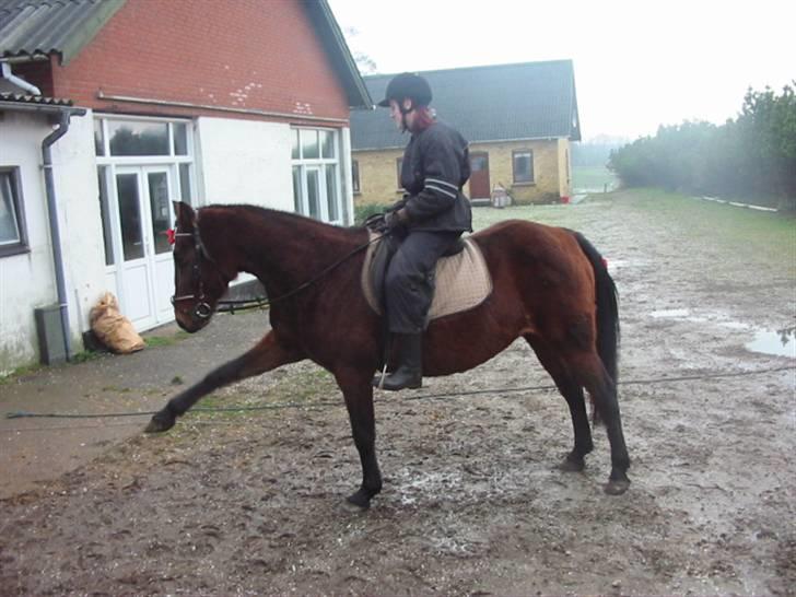 Fuldblod (XX) Star Light [R.I.P] - Et sted skal man jo begynde? (: billede 16