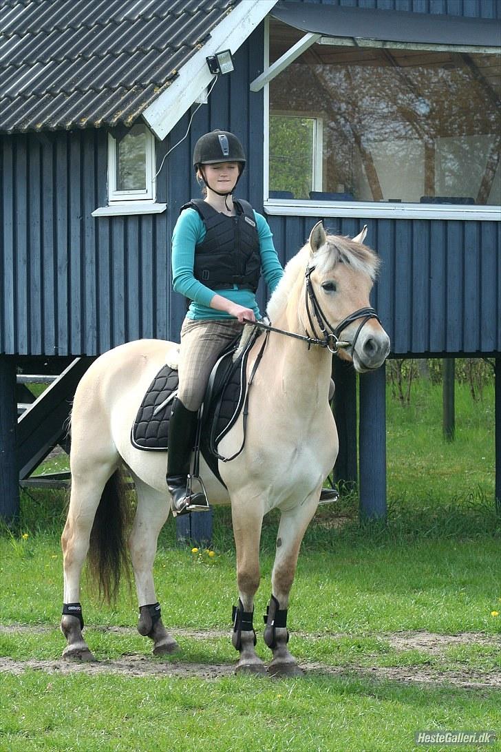 Fjordhest Faldborgs Sofie  - Smukke fie... knapt så smukke mig. billede 14