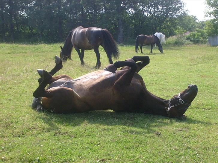 Anden særlig race Conrad <3 billede 13