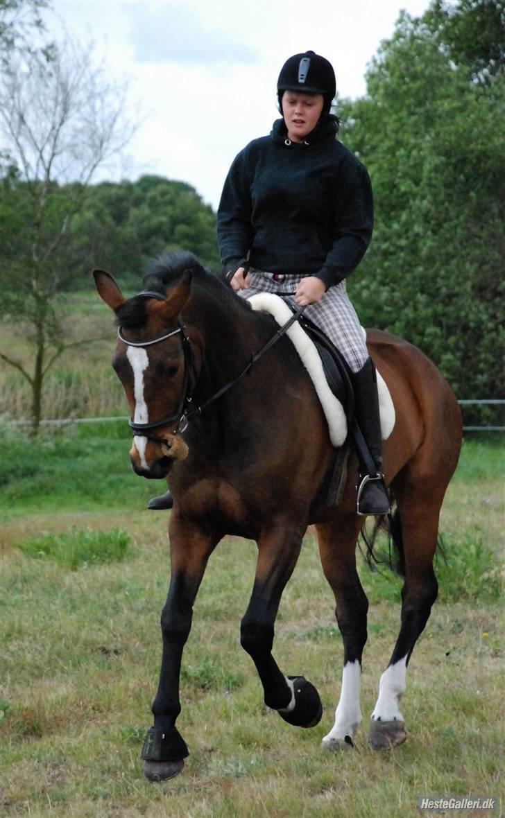 Dansk Varmblod Louisianna *R.I.P* <3  billede 8