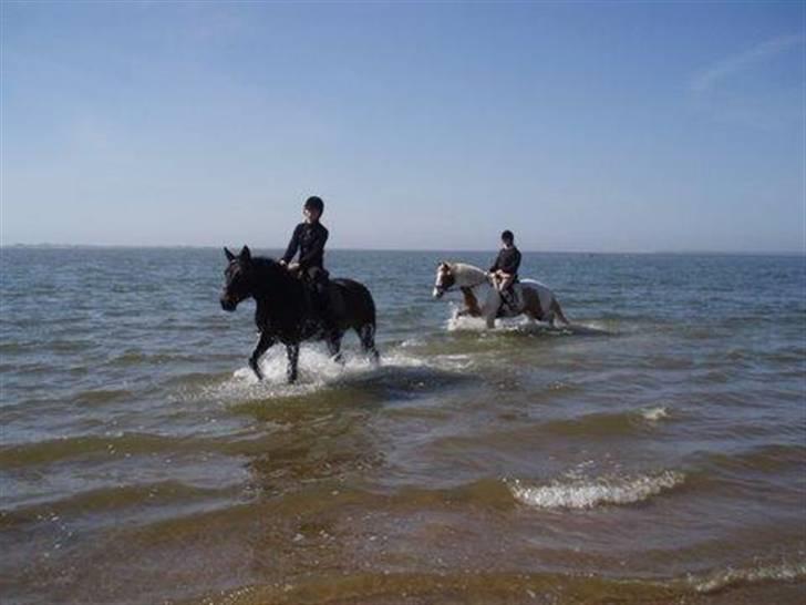 Anden særlig race Conrad <3 - stranden med thea & pinto ;) billede 16