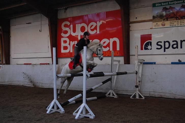 Anden særlig race Isabel  - Foto: Ditte Andersen. (Træning) billede 9