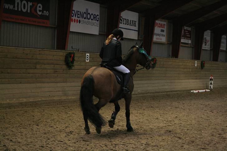 New Forest Fnuggi billede 20