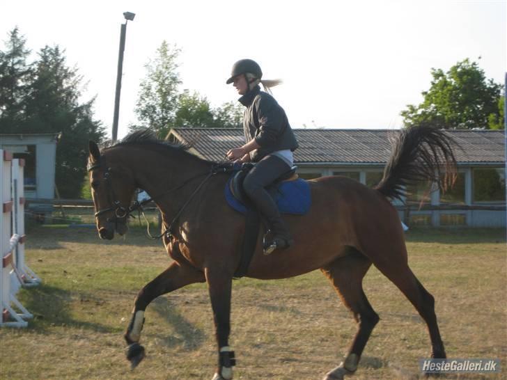 Dansk Varmblod Liona *LÅNEHEST* - Første gang jeg sidder på hende billede 1