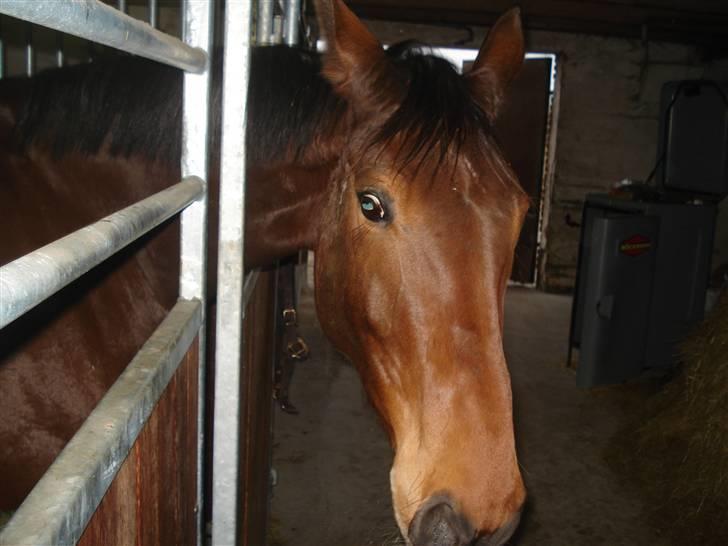 Dansk Varmblod Liona *LÅNEHEST* - Første gang jeg sidder på hende billede 2