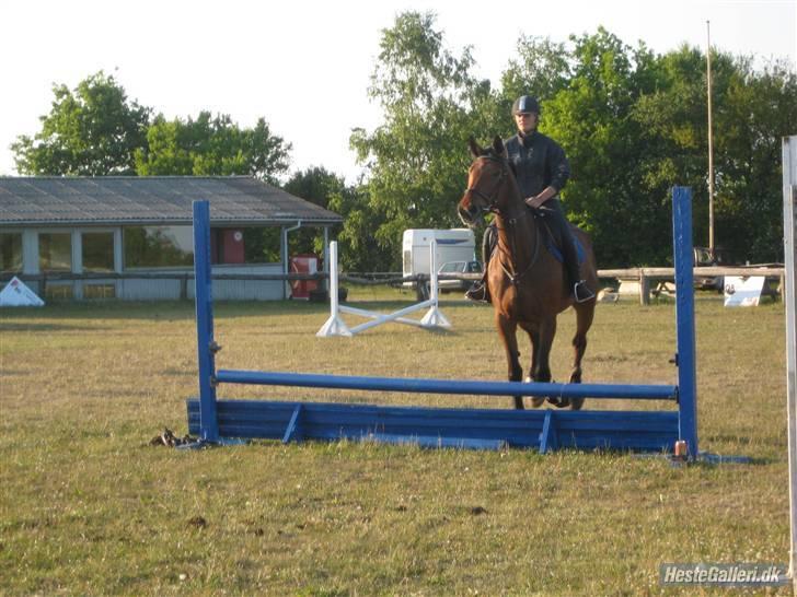 Dansk Varmblod Liona *LÅNEHEST* - første gang jeg sidder på hende billede 3