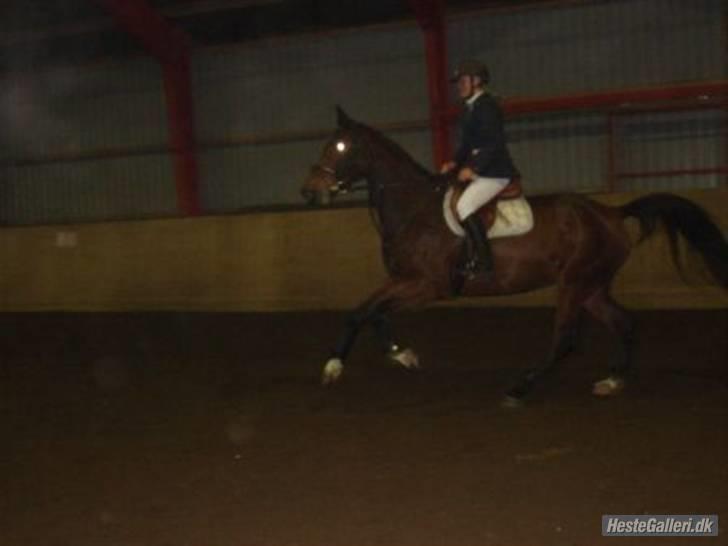 Dansk Varmblod Liona *LÅNEHEST* - Vores første stævne :D billede 4