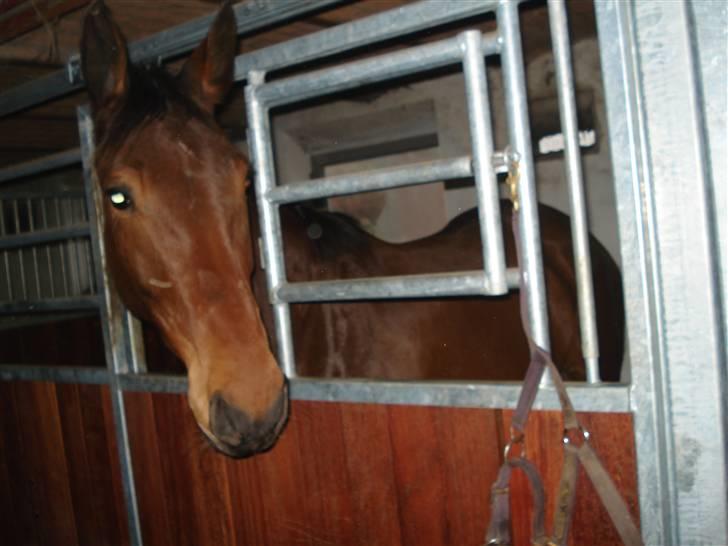 Dansk Varmblod Liona *LÅNEHEST* - Liona i sin Boks billede 6