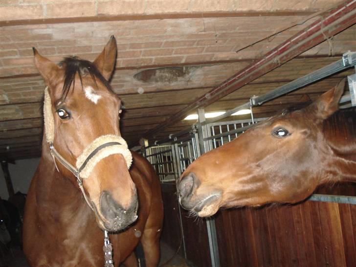 Dansk Varmblod Liona *LÅNEHEST* - Mine 2 stjerner<3. Le-Mans&Liona billede 7