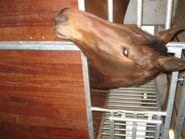 Dansk Varmblod Liona *LÅNEHEST* - Liona i sin Boks billede 8