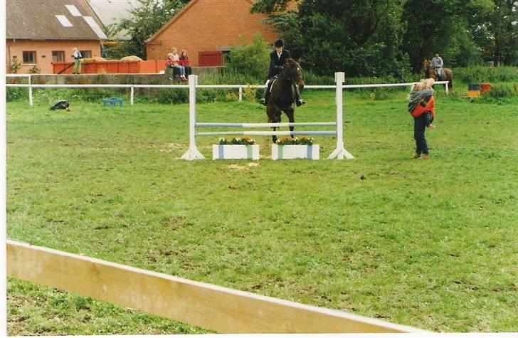 Dansk Varmblod Pandumbros Pernille  - LB spring billede 1