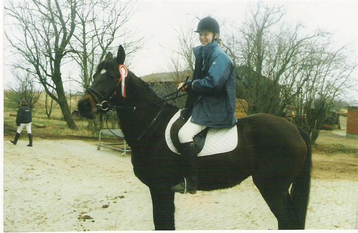 Dansk Varmblod Pandumbros Pernille  - vores første roset billede 2