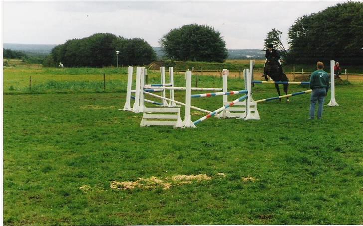 Dansk Varmblod Pandumbros Pernille  - LB spring billede 3