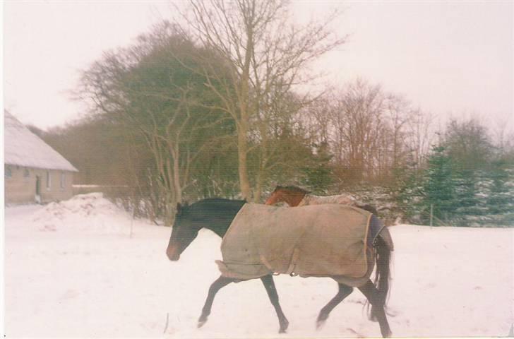 Dansk Varmblod Pandumbros Pernille  billede 4