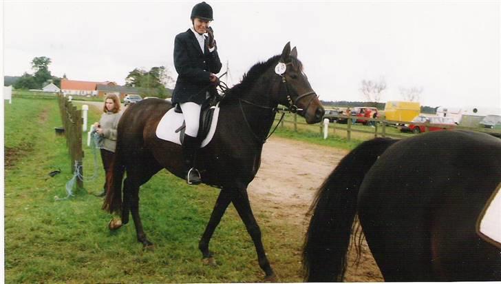 Dansk Varmblod Pandumbros Pernille  - stævne hinitus billede 6