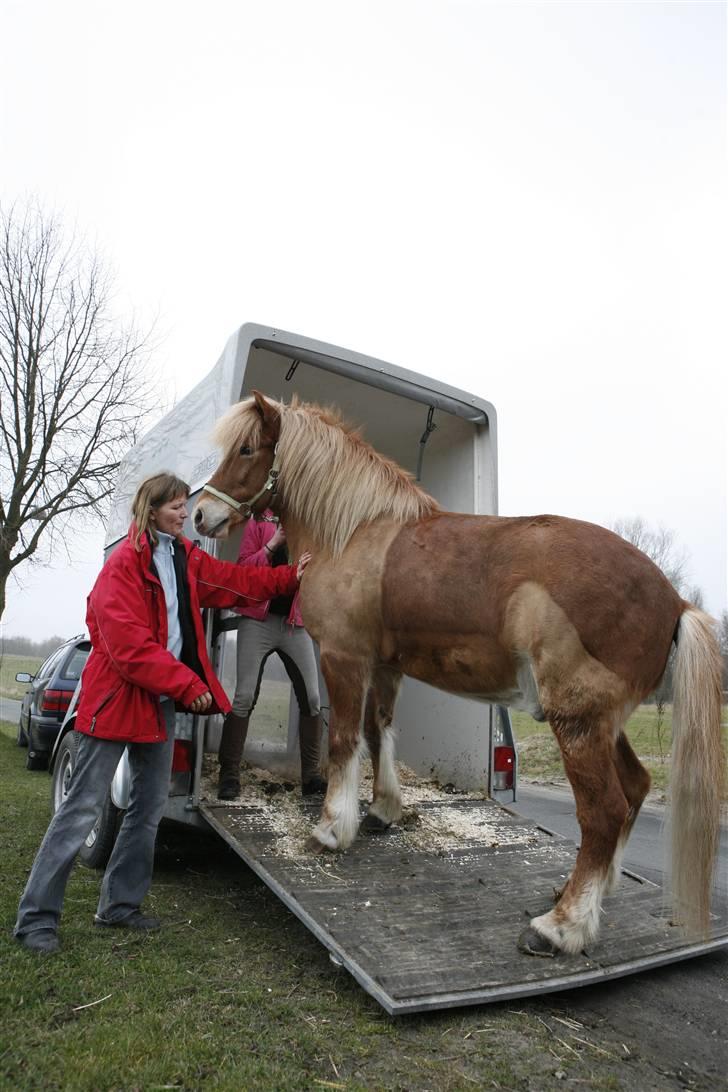 Islænder Dagur *Peter Pan* R.I.P   - på i trailern<33 daxen foto:Carsten billede 2