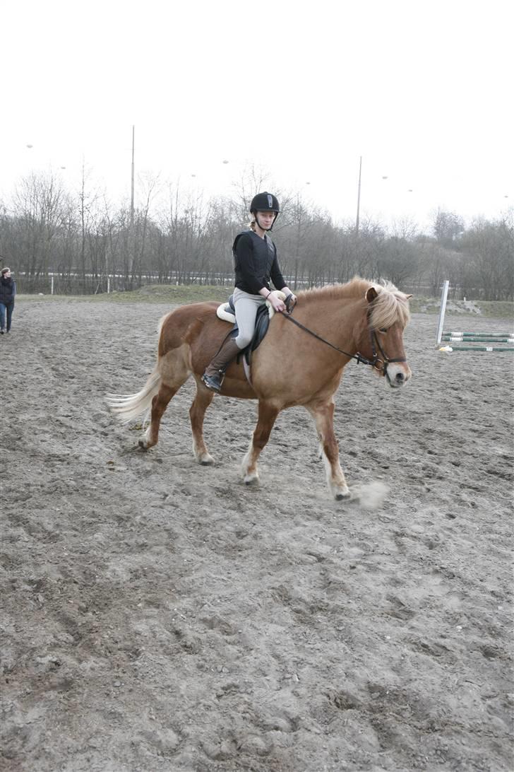 Islænder Dagur *Peter Pan* R.I.P   - foto: Mie billede 3