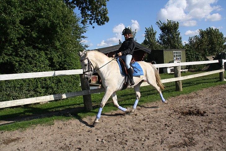 Anden særlig race Karlsbjerggårs´s Shadow A - 3 # Træning sommeren 2010. Foto Jeaanett billede 3