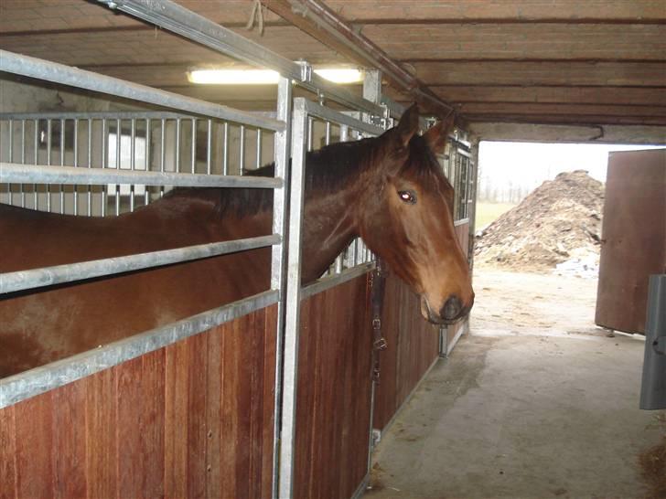 Dansk Varmblod Liona *LÅNEHEST* billede 9