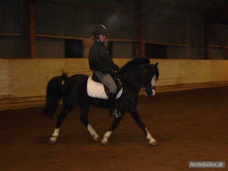 Anden særlig race Starlight Moon - Mig og Josefine rider dressur ! Ja! Jeg kan godt gå fint !! Taget af: Emma (: billede 7