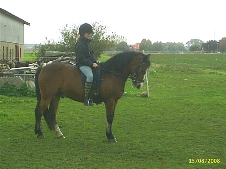 DSP Cavalie's Spoky Joker - Vi leger fotomodeller........ billede 19