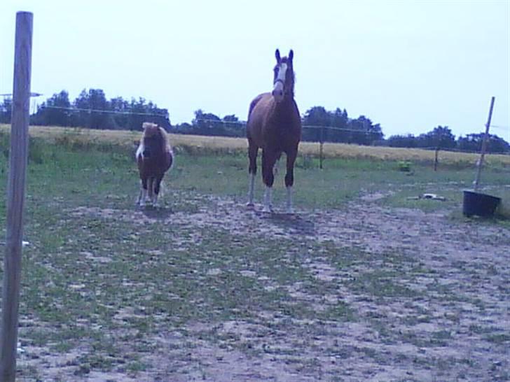 Anden særlig race Laika  (passer) - Laika og Osvald på fold.. billede 20