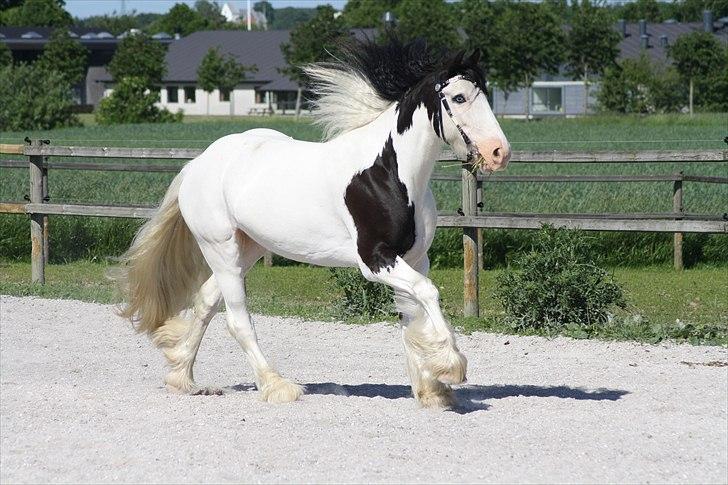 Irish Cob Mac Chass - lige efter eksamen :) billede 7