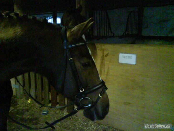 Anden særlig race Nynne (halvpart)  TIDER:/ billede 16