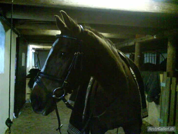 Anden særlig race Nynne (halvpart)  TIDER:/ billede 17