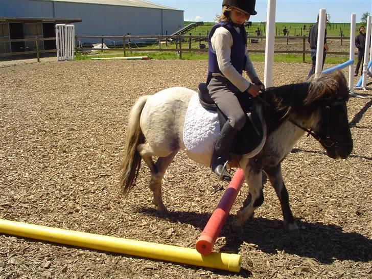 Shetlænder Ronja :) billede 6