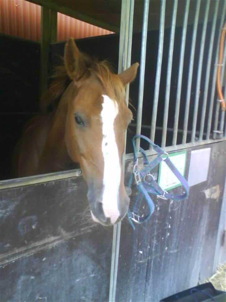 DSP Fruetoftens Lucky. xpart - Lucky står og venter i boksen.. Xp billede 6