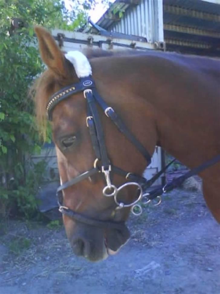 DSP Fruetoftens Lucky. xpart billede 7