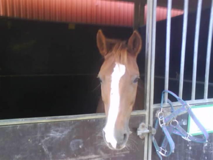 DSP Fruetoftens Lucky. xpart billede 9