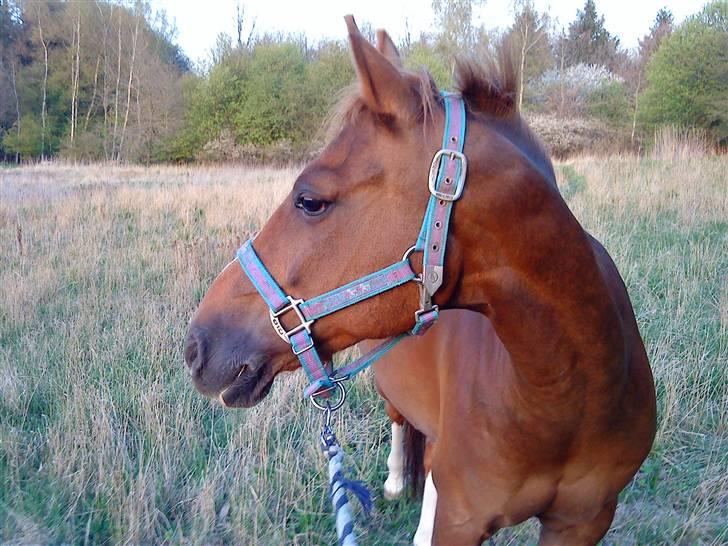 DSP Fruetoftens Lucky. xpart - ude og gå en tur (; billede 10