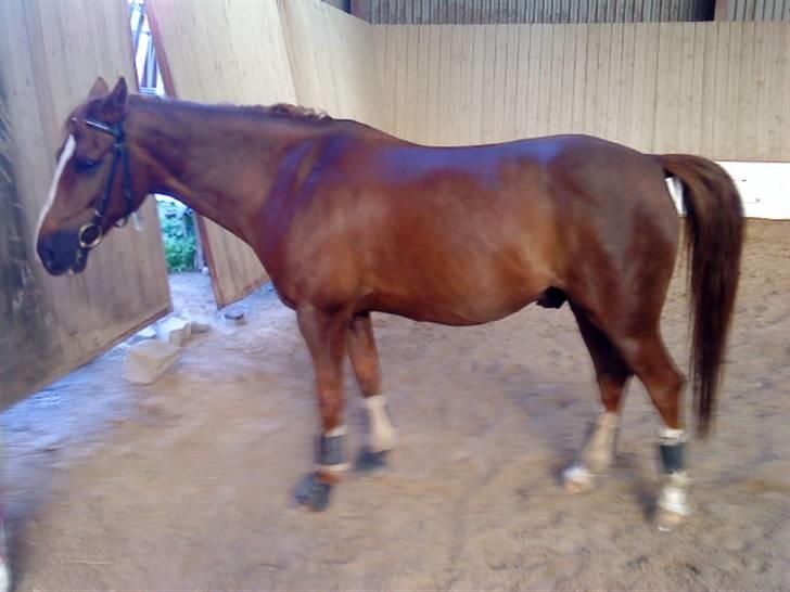 DSP Fruetoftens Lucky. xpart - Fri i ridehuset..Han ser ikke særlig frisk ud. O.o billede 11