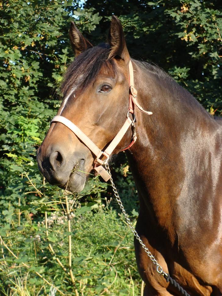 Oldenborg Jasmin - 11) Grov Æderen ! Foto: Far billede 11