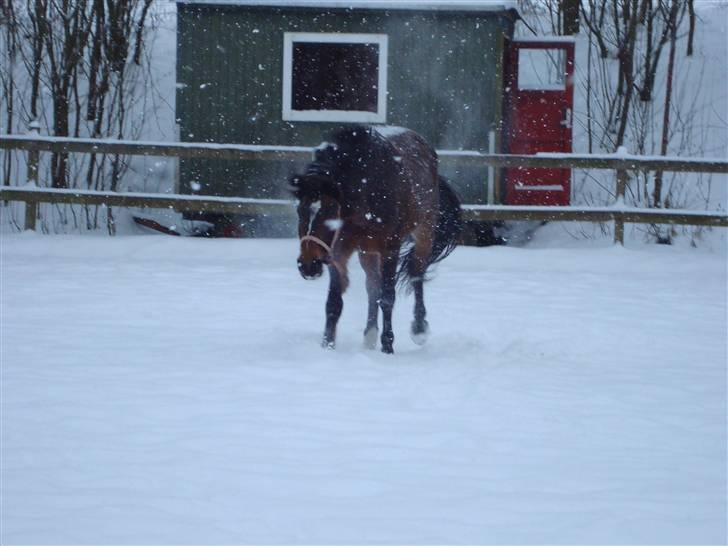 Oldenborg Jasmin - 17) Sne hesten Jasse xD Foto: Mig billede 17