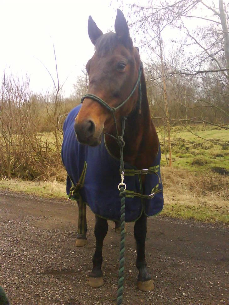 Fuldblod (XX) Star Light [R.I.P] - Lækere Star billede 17