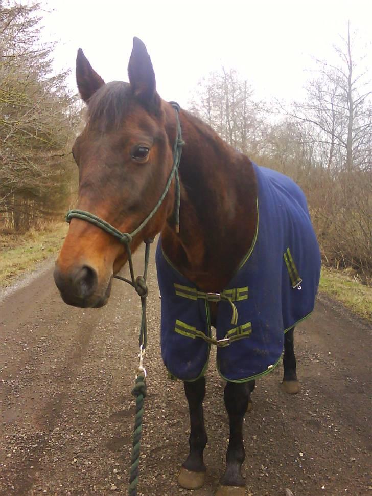 Fuldblod (XX) Star Light [R.I.P] - Starlight billede 18