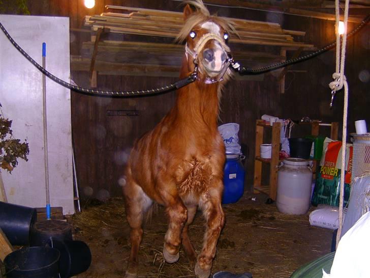 Welsh Mountain (sec A) Min søde pony Daisypigen - Daisy der stejler i "striglestedet" <3 billede 13