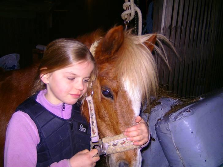 Welsh Mountain (sec A) Min søde pony Daisypigen - Mig og Daisy der hygger. <3 billede 14