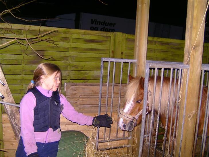 Welsh Mountain (sec A) Min søde pony Daisypigen - Jeg hilste lige på Daisy da hun spiste <3 billede 16