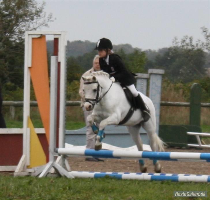 Welsh Mountain (sec A) Møllegaards Flamme (solgt - LD spring udv. stævne turk ..  billede 17