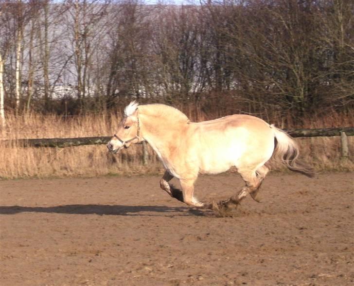 Fjordhest Obelix<3 *solgt* :`( - *13 obe gallopere lidt rundt ude på spring banen<3 billede 13