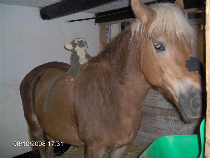 Tyroler Haflinger Fantazia af Lundgaard - Oktober 08 billede 1