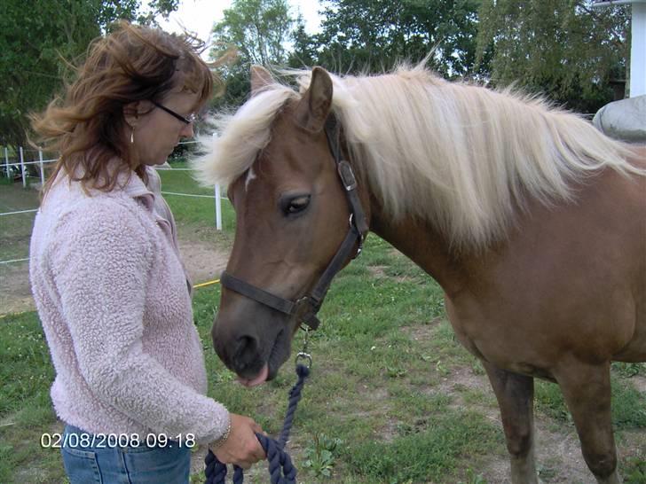 Tyroler Haflinger Fantazia af Lundgaard - juni 08 billede 2