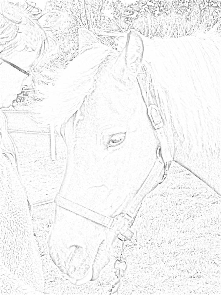 Tyroler Haflinger Fantazia af Lundgaard billede 6