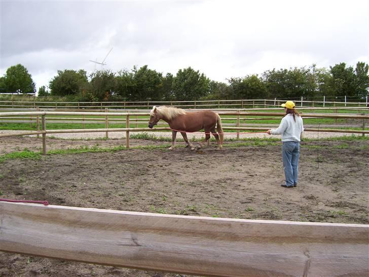 Tyroler Haflinger Fantazia af Lundgaard - August 08 billede 7