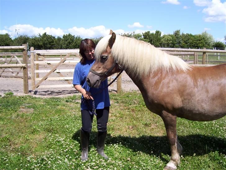 Tyroler Haflinger Fantazia af Lundgaard - August 08 billede 9