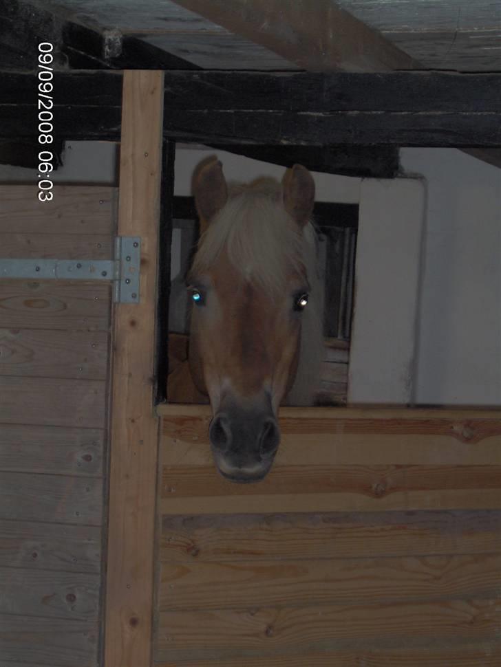 Tyroler Haflinger Fantazia af Lundgaard - September 08 billede 10